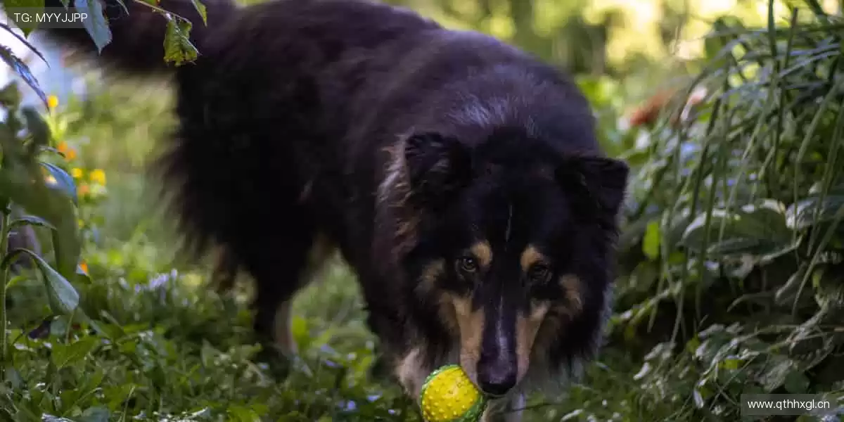 🎉 冠军之路，与你同在，